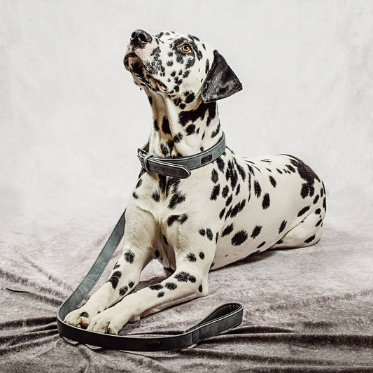 Halsband und Leinen Set – Veganes Leder