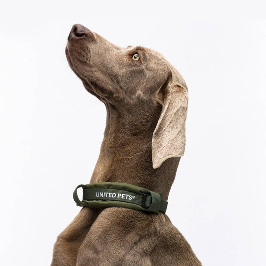 Gepolstertes Hundehalsband "CityLife" Linie in Oliv