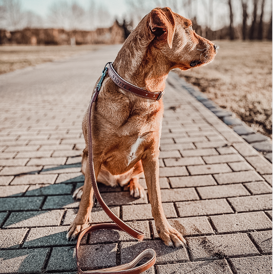 Halsband und Leinen Set – Veganes Leder - Braun