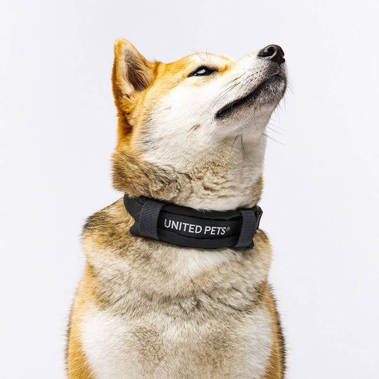 Gepolstertes Hundehalsband "CityLife" Linie in Anthrazit