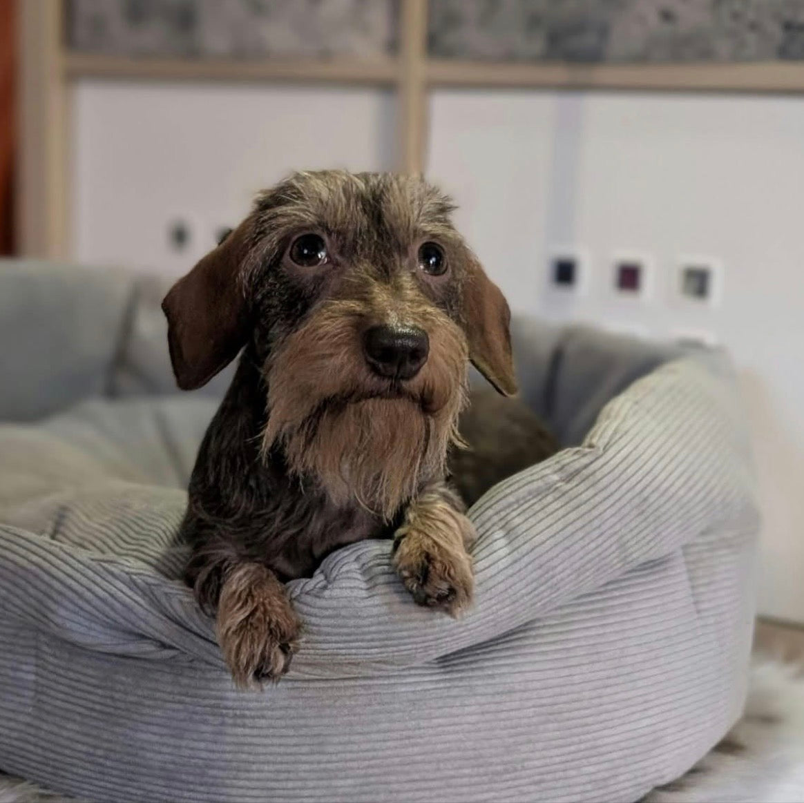 Chelsea - Hundebett aus Cord