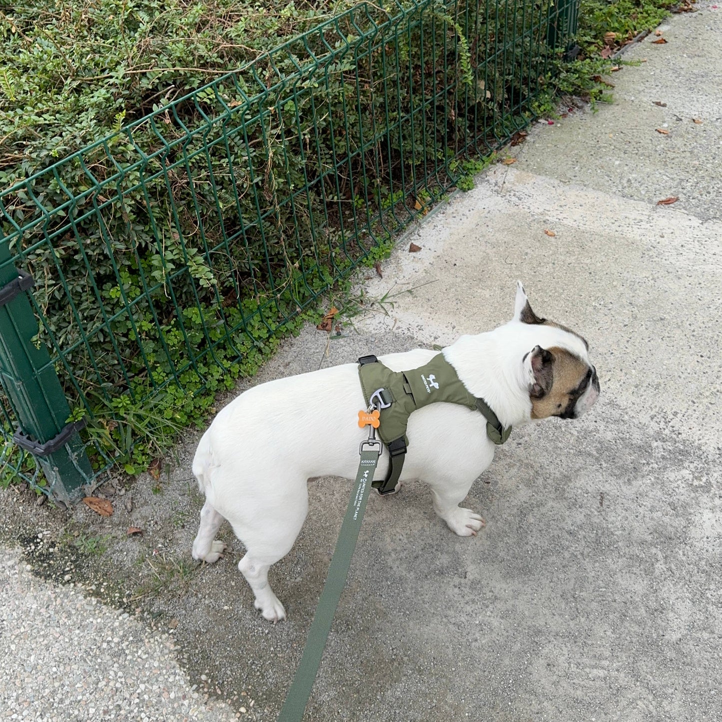 Gepolstertes, weiches Hundegeschirr