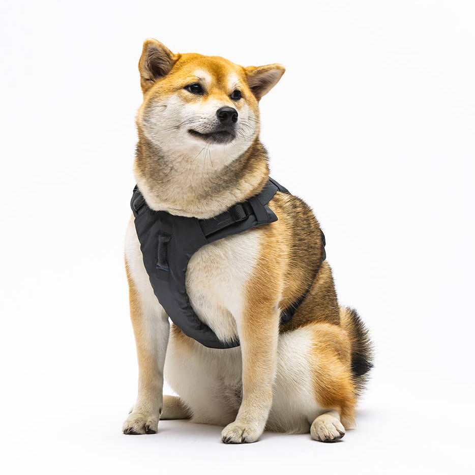 Gepolstertes, weiches Hundegeschirr