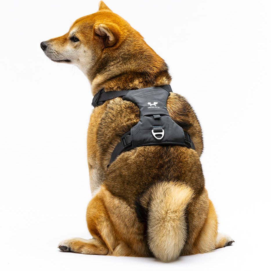 Gepolstertes, weiches Hundegeschirr