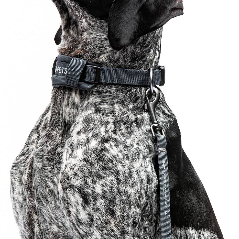 Gepolstertes Hundehalsband "CityLife" Linie in Oliv