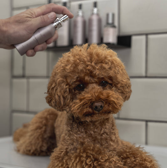 Anti-Geruchsspray - Grüner Tee, Bergamotte - 100ML