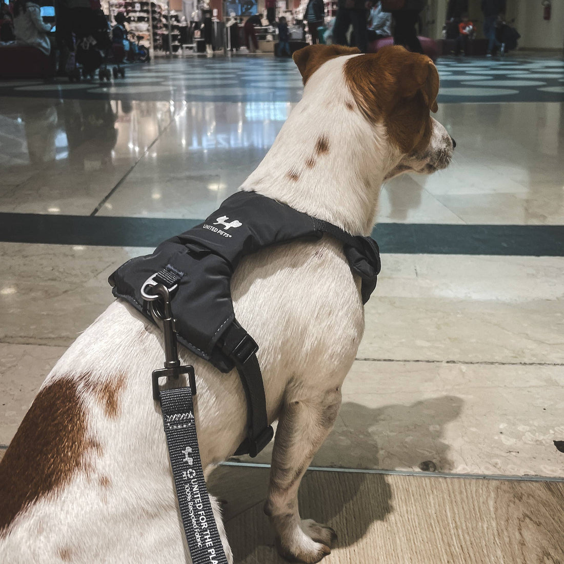 Stilvoll unterwegs mit United Pets Milano: Leine, Halsband & Geschirr perfekt kombiniert 🐶