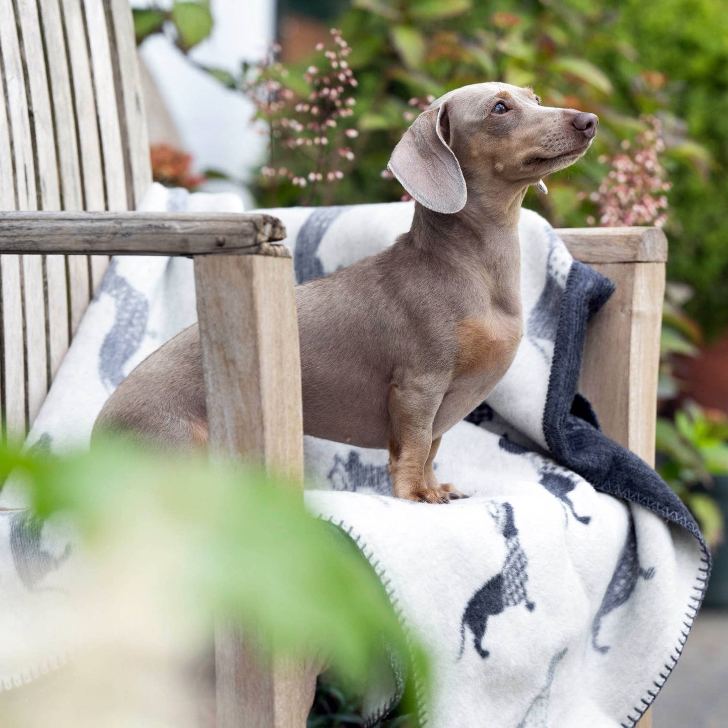 Wende - Kuscheldecke "Teckel" mit Dackel-Motiv