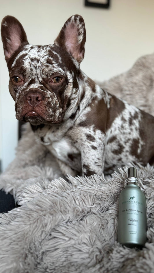 Trockenshampoo und Conditioner White Rose, Lavendel, Ylang -150 ml