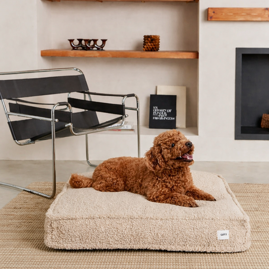 Teddyfell-Hundekissen, Cuadra