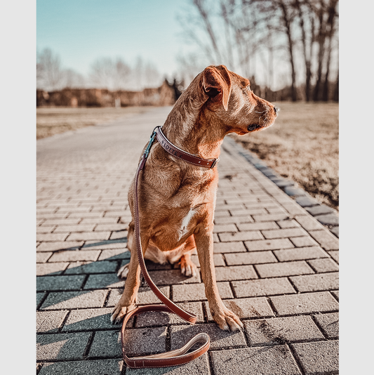 Halsband und Leinen Set – Veganes Leder - Braun