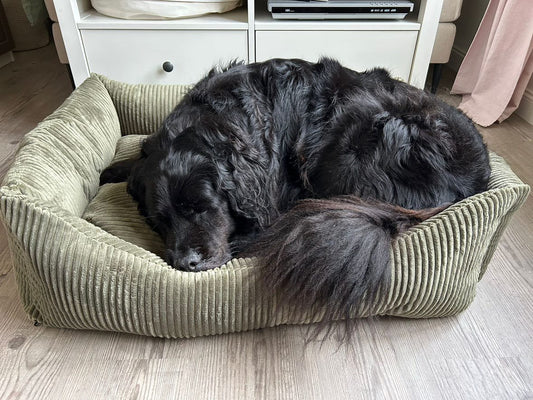 Weiches Cord-Hundebett Snozy – gemütlich, stilvoll & waschbar
