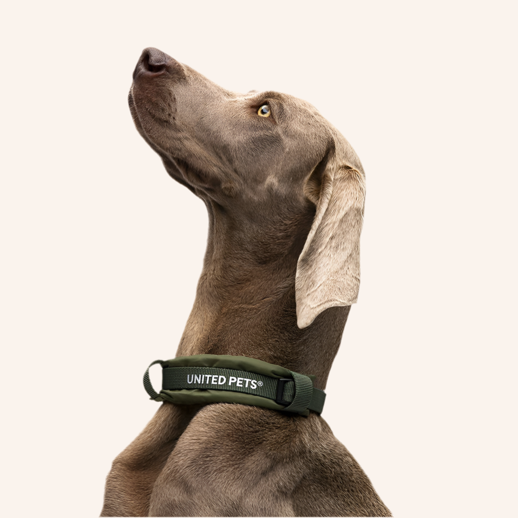 Gepolstertes Hundehalsband "CityLife" Linie in Oliv