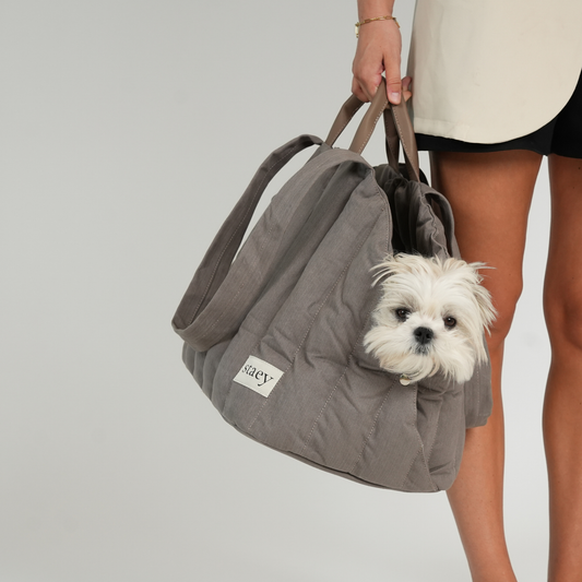 Hund wird in Tragetasche transportiert