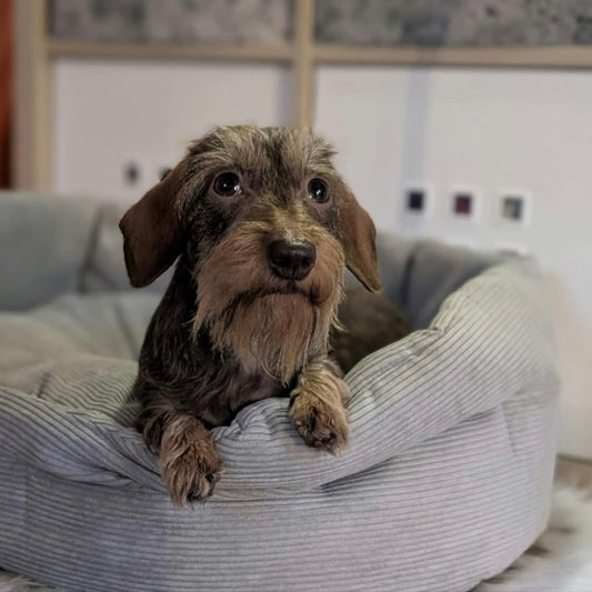 Hundebett Chelsea in Cord