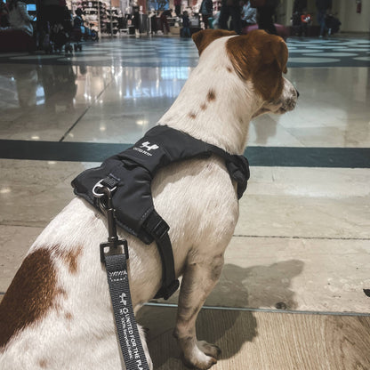 Gepolstertes, weiches Hundegeschirr