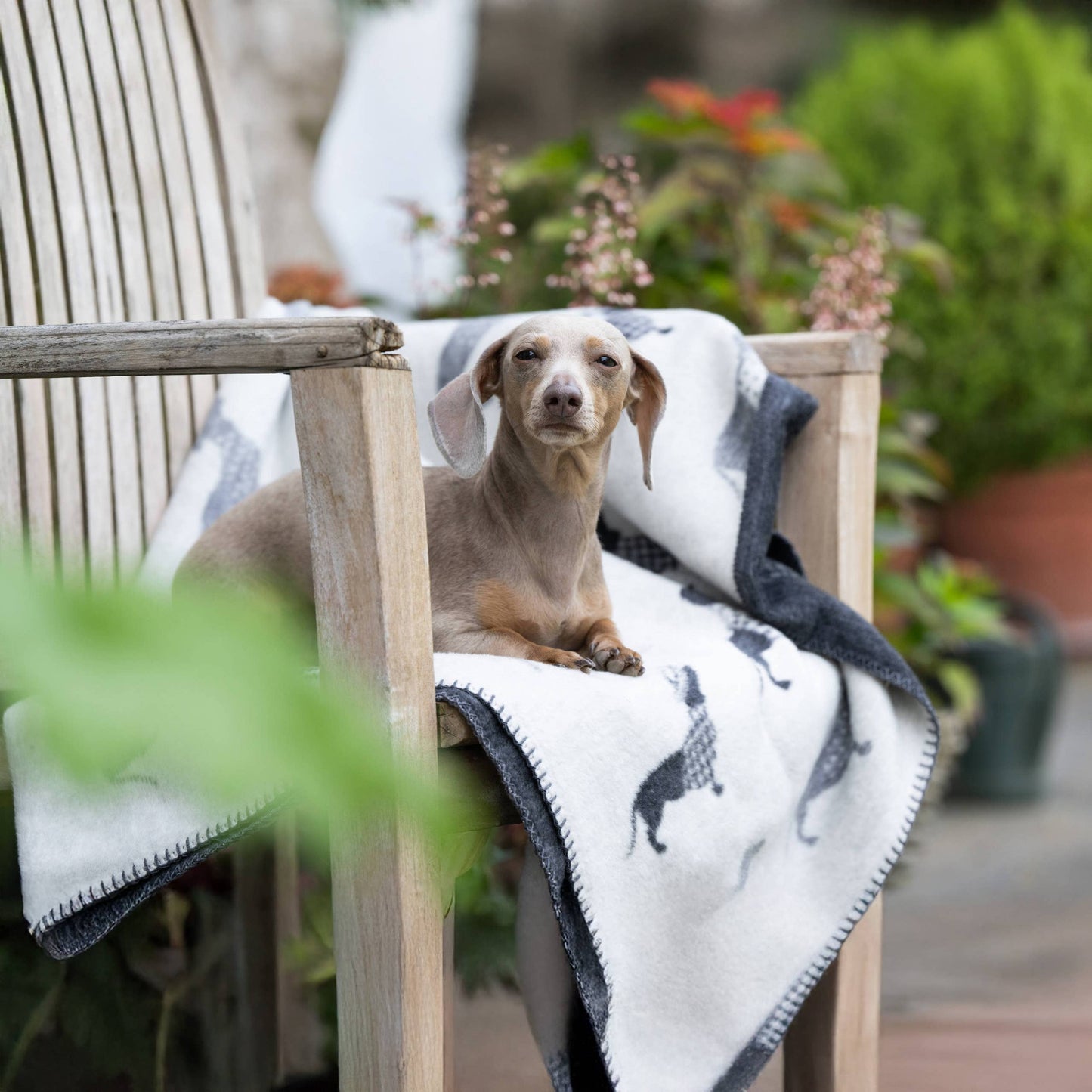 Wende - Kuscheldecke "Teckel" mit Dackel-Motiv