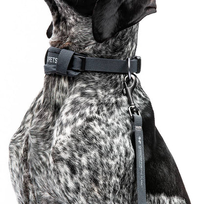 Gepolstertes, weiches Hundehalsband