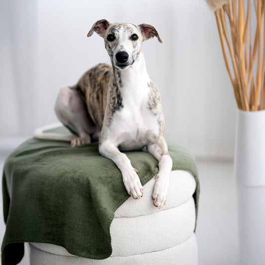 REVERSO – Stilvolle Wende-Decke für anspruchsvolle Hunde Oliv/Grün